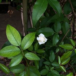 Meet your Posher, Laurie